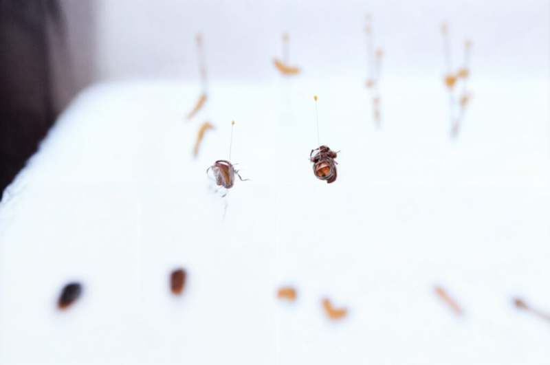 Producción hortícola sustentable: Misiones valida nuevas tecnologías biológicas imagen-4