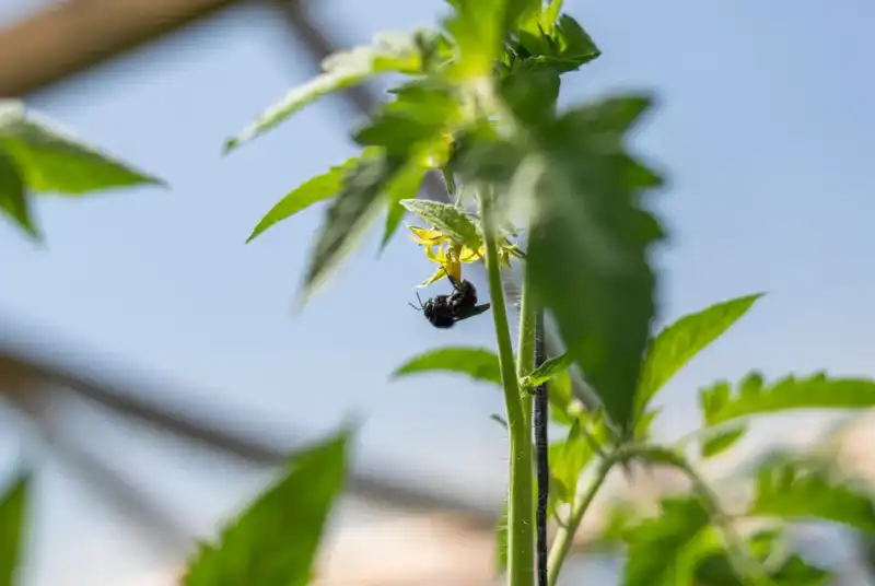 Producción hortícola sustentable: Misiones valida nuevas tecnologías biológicas imagen-2