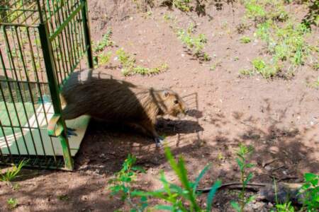 Un carpincho, un ñandú y un tucán víctimas del mascotismo fueron liberados tras su recuperación en el Parque Ecológico El Puma imagen-15