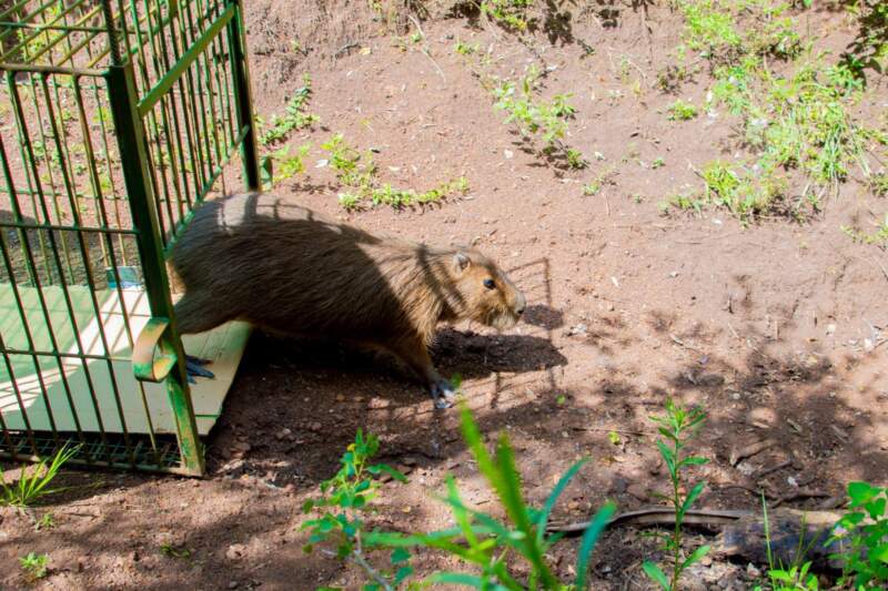 Un carpincho, un ñandú y un tucán víctimas del mascotismo fueron liberados tras su recuperación en el Parque Ecológico El Puma imagen-9