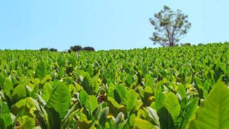 Agro: Misiones abonará casi $2.000 millones a productores tabacaleros imagen-3