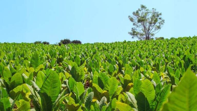 Agro: Misiones abonará casi $2.000 millones a productores tabacaleros imagen-26