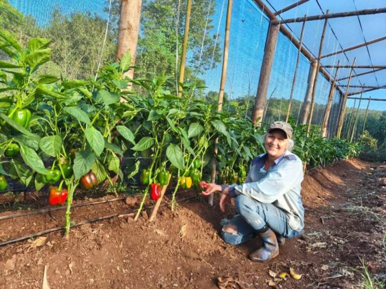 Agricultura familiar: proyecto hortícola de El Alcázar avanza con respaldo institucional y trabajo comunitario imagen-41
