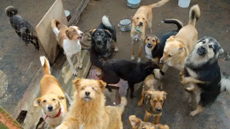 Paraguay modifica su legislación y reconoce legalmente a los animales como seres sintientes Paraguay modifica su legislación y reconoce legalmente a los animales como seres sintientes imagen-1