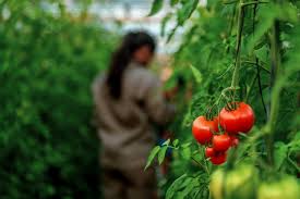 Producción hortícola sustentable: Misiones valida nuevas tecnologías biológicas Producción hortícola sustentable: Misiones valida nuevas tecnologías biológicas imagen-1