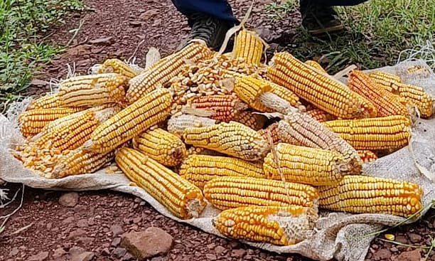 Red de Semillas: La esperanza en movimiento desde el territorio misionero imagen-10