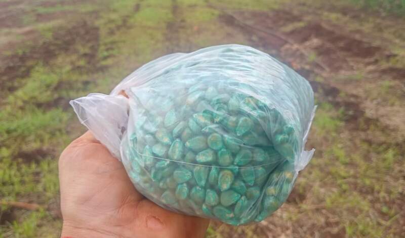 Red de Semillas: La esperanza en movimiento desde el territorio misionero imagen-13