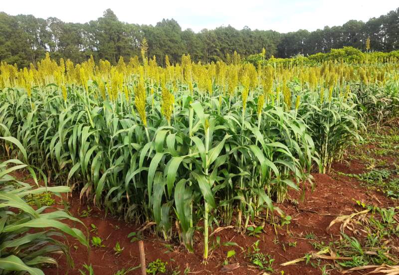 Evalúan variedades de sorgo como alternativa forrajera para la ganadería misionera imagen-4