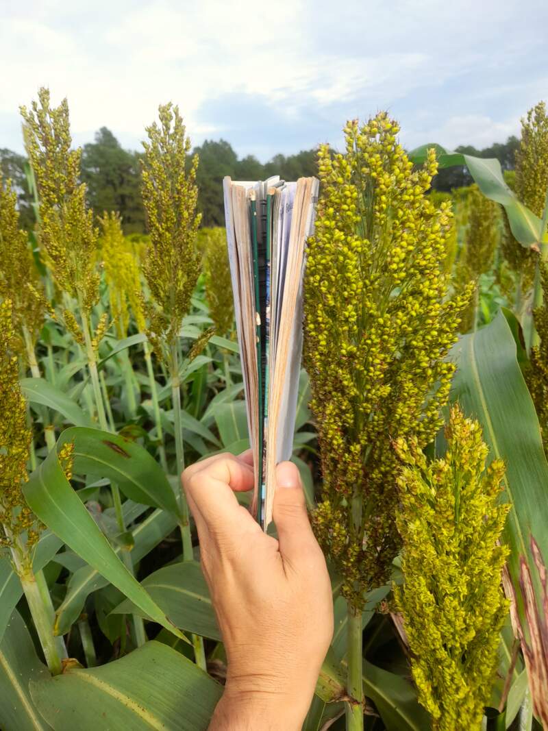 Evalúan variedades de sorgo como alternativa forrajera para la ganadería misionera imagen-2