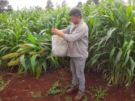 Evalúan variedades de sorgo como alternativa forrajera para la ganadería misionera imagen-13
