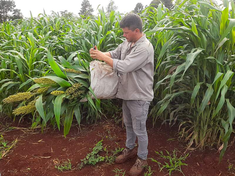 Evalúan variedades de sorgo como alternativa forrajera para la ganadería misionera imagen-9