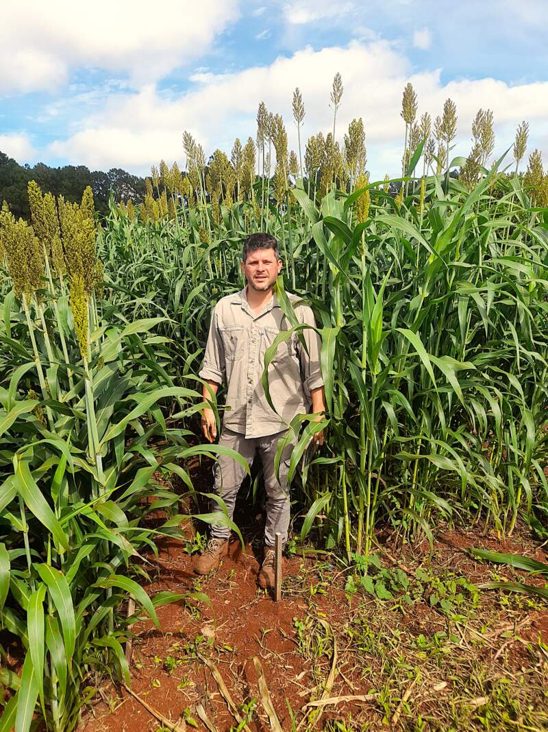 Evalúan variedades de sorgo como alternativa forrajera para la ganadería misionera imagen-8