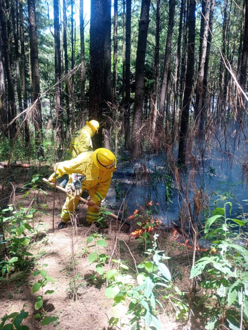Incendio en Corpus: policías y bomberos lograron controlar el fuego que afectó una hectárea de pinos imagen-4