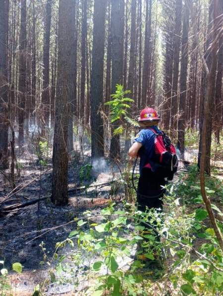 Incendio en Corpus: policías y bomberos lograron controlar el fuego que afectó una hectárea de pinos imagen-5