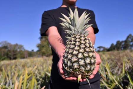 Ananá: el mulching plástico impulsa la innovación y expansión del cultivo en la provincia imagen-6