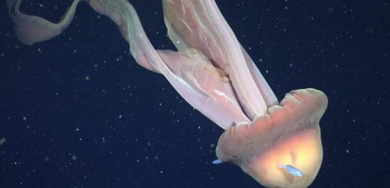 La medusa gigante registrada en el Mar Argentino por científicos del Conicet: “mide como un autobus escolar” imagen-12
