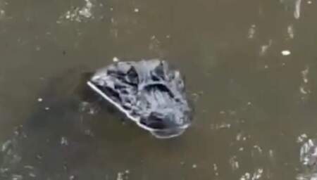 Susto de bañistas: apareció un yacaré en un camping del arroyo El Torto de 25 de Mayo imagen-5