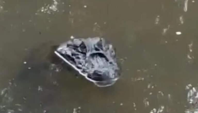 Susto de bañistas: apareció un yacaré en un camping del arroyo El Torto de 25 de Mayo imagen-32