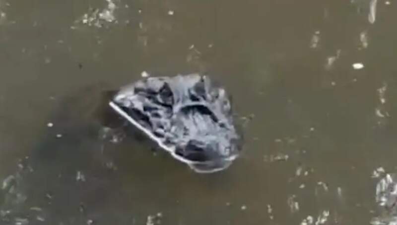 Susto de bañistas: apareció un yacaré en un camping del arroyo El Torto de 25 de Mayo imagen-6