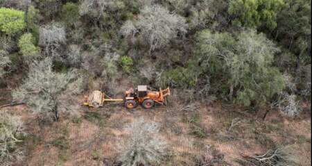 Informe de Greenpeace sobre pérdida de bosques en el norte del país excluye a Misiones Informe de Greenpeace sobre pérdida de bosques en el norte del país excluye a Misiones imagen-5