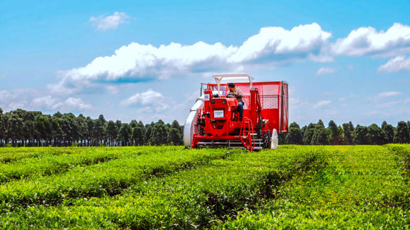 Tecnología y producción orgánica: Misiones impulsa una nueva edición de las Jornadas Tecnológicas del Té imagen-7
