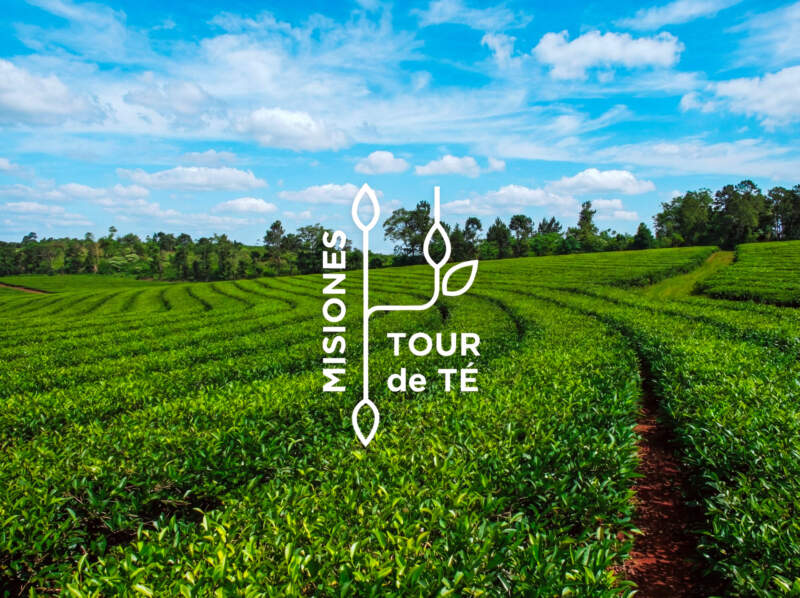 Misiones fortalece el té gourmet con una estrategia que integra producción, calidad y agroturismo imagen-6