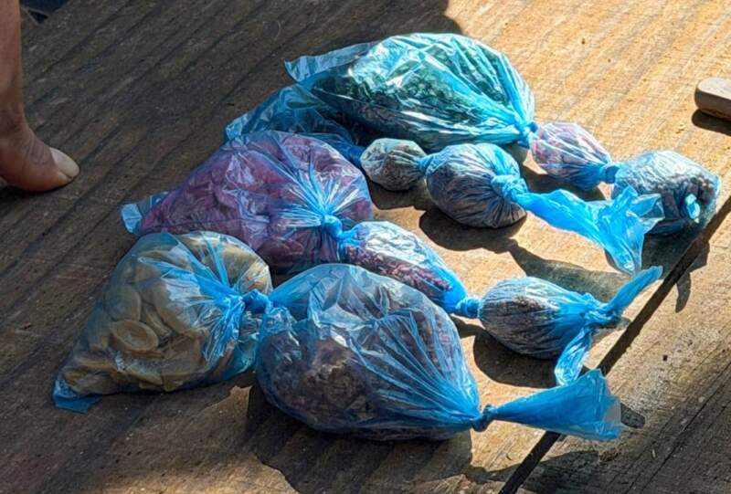 Red de Semillas: La esperanza en movimiento desde el territorio misionero imagen-17