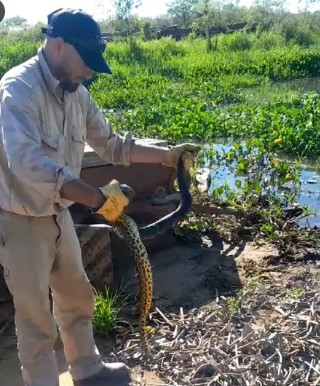 Boa curiyú joven rescatada en la zona del muelle del Puerto de Posadas fue liberada en la costa cercana imagen-5