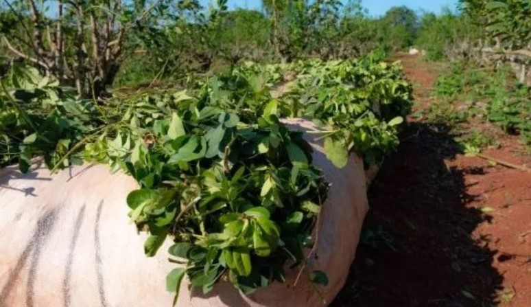 Crisis de la Yerba Mate: "En los´90 padecimos lo mismo con Menem, Cavallo y Puerta, que destruyeron la CRYM", dice productor agrario imagen-9