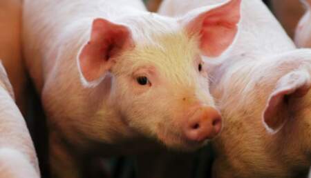 El Gobierno destacó que el sector porcino cerró el 2025 con un “récord de faena y consumo” imagen-11