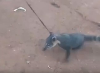 Centro OHANA alerta por graves hechos de crueldad contra la fauna silvestre en Misiones imagen-13