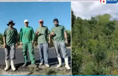 Misioneros de Andresito migran a Brasil: la tarefa en Ilópolis ofrece ingresos de más de $100.000 diarios imagen-5