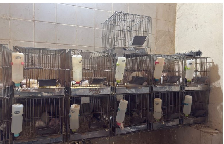 Bochornosas irregularidades en la veterinaria del horror en Posadas: una causa por delitos contra la fauna en Misiones imagen-2