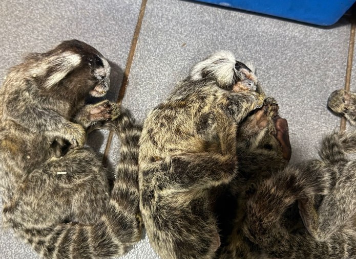 Bochornosas irregularidades en la veterinaria del horror en Posadas: una causa por delitos contra la fauna en Misiones imagen-4