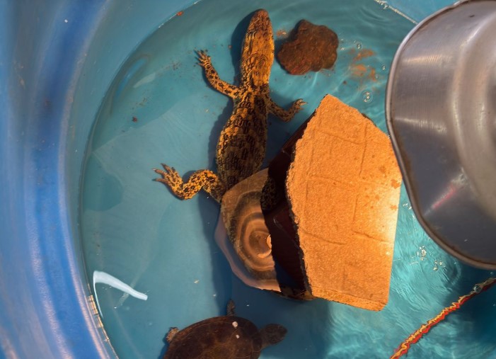 Bochornosas irregularidades en la veterinaria del horror en Posadas: una causa por delitos contra la fauna en Misiones imagen-6