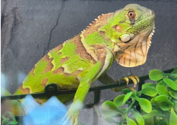 Bochornosas irregularidades en la veterinaria del horror en Posadas: una causa por delitos contra la fauna en Misiones imagen-6