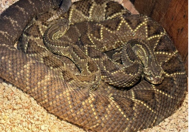 Bochornosas irregularidades en la veterinaria del horror en Posadas: una causa por delitos contra la fauna en Misiones imagen-8