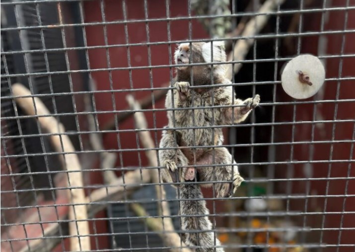 Bochornosas irregularidades en la veterinaria del horror en Posadas: una causa por delitos contra la fauna en Misiones imagen-10