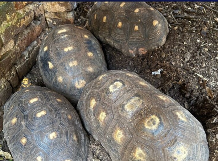 Bochornosas irregularidades en la veterinaria del horror en Posadas: una causa por delitos contra la fauna en Misiones imagen-14