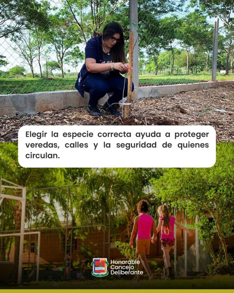 El Plan Forestal Urbano: ¿qué especies de árboles se pueden plantar? 9 El Plan Forestal Urbano: ¿qué especies de árboles se pueden plantar? imagen-8