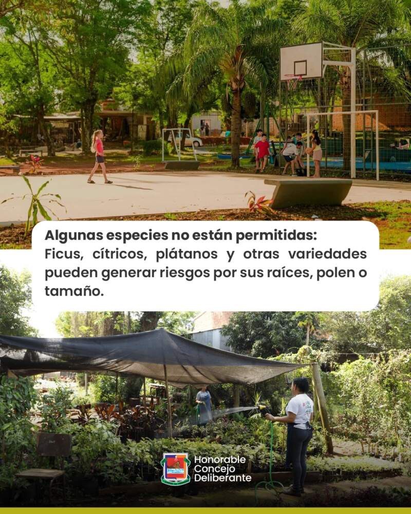 El Plan Forestal Urbano: ¿qué especies de árboles se pueden plantar? 7 El Plan Forestal Urbano: ¿qué especies de árboles se pueden plantar? imagen-6