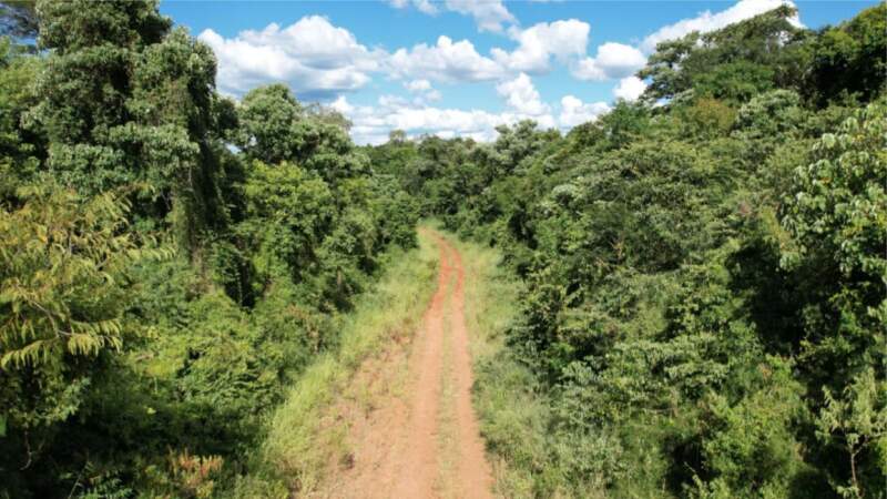 Control forestal en Zona Norte: verificaron la situación actual de puntos donde se detectaron infracciones ambientales 5 Control forestal en Zona Norte: verificaron la situación actual de puntos donde se detectaron infracciones ambientales imagen-4