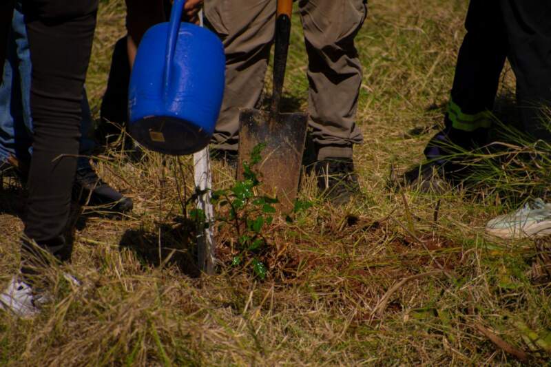 Observación de aves, plantación de árboles y siembra de alevines marcaron la jornada por los humedales en Campo Grande imagen-10