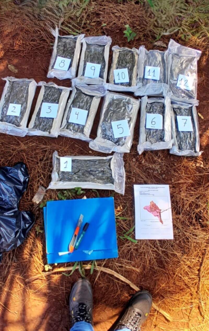 Millonario secuestro de marihuana en un operativo sobre la Ruta Nacional 12 imagen-2