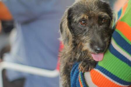 Junto a las universidades de Misiones y Córdoba, Posadas avanza en estudios sobre leishmaniasis imagen-5