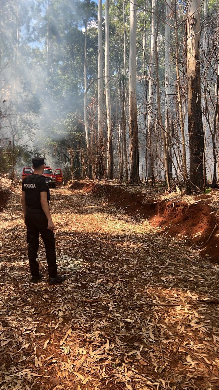 Rápida intervención evitó la propagación de un incendio forestal en Campo Grande imagen-13