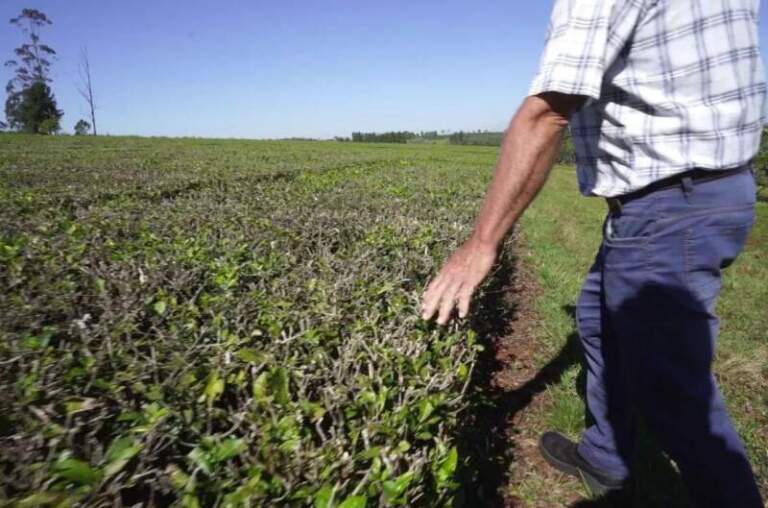 La crisis nacional empuja a productores misioneros a vender sus chacras y crece el interés desde Europa imagen-14