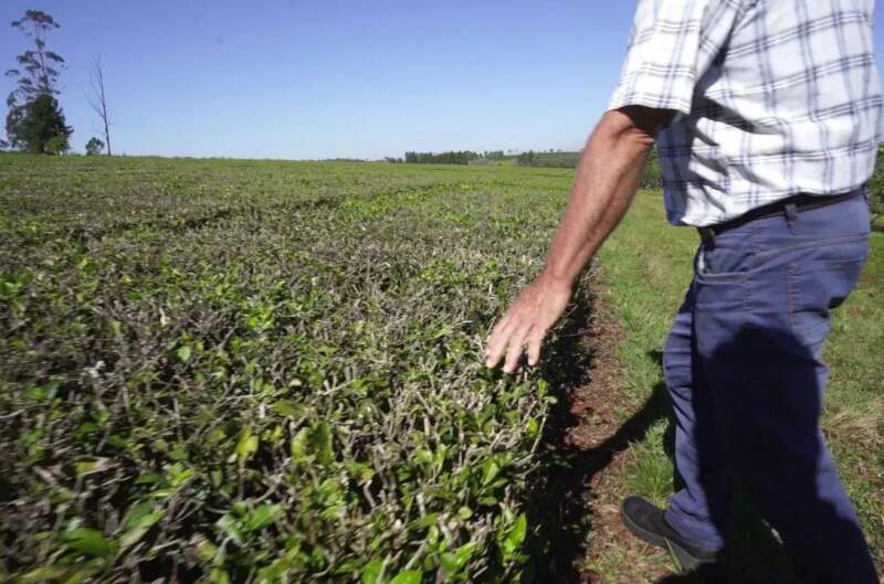 La crisis nacional empuja a productores misioneros a vender sus chacras y crece el interés desde Europa imagen-8