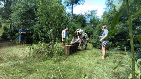 Guardaparques relocalizaron un ejemplar de margay en Comandante Andresito imagen-11