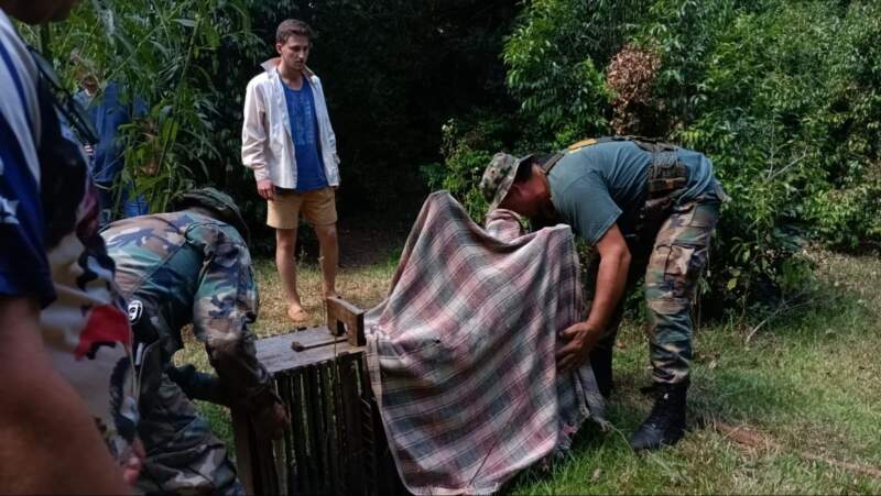 Guardaparques relocalizaron un ejemplar de margay en Comandante Andresito imagen-2